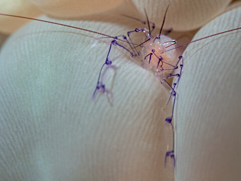 Bubble Coral Shrimp (Vir cf philippinensis)