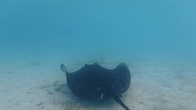 Dark stingray glides over a sandy seabed in the Bahamas