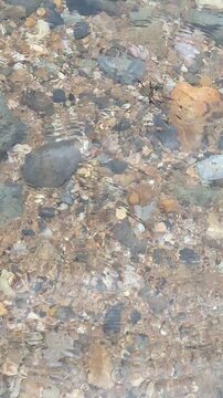 Water strider insect glides on clear river surface, macro shot of aquatic ecosystem