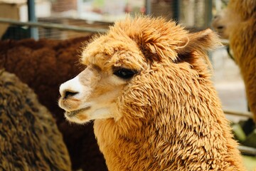 Obraz premium alpaca in the zoo