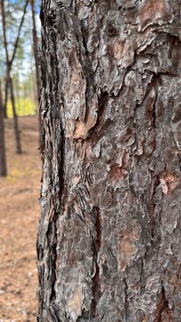 tree bark texture