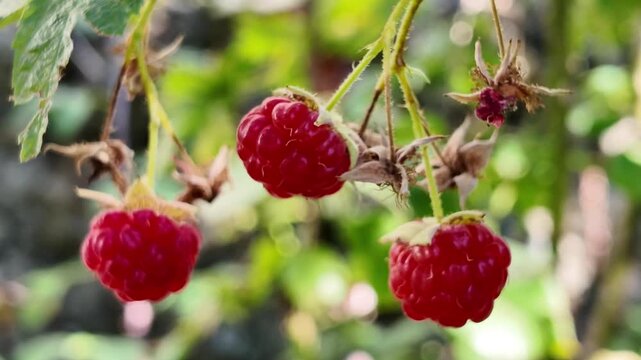 Close up view of ripe red raspberries growing on a raspberry plant with green foliage.