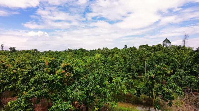 Drone camera rising above mango trees blowing in strong winds