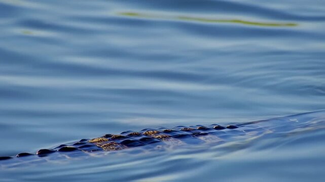 Croc in tranquil water