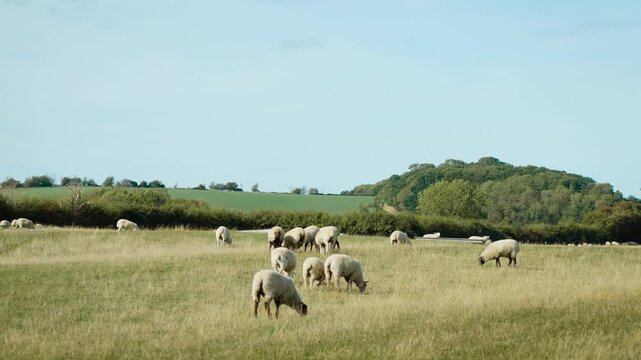 Flock of sheep and lambs grazing on rural pasture under blue sky. Ram and ewe livestock on open grassland farm for wool, fleece and meat production. Domestic sheep herd among green fields, hedgerows