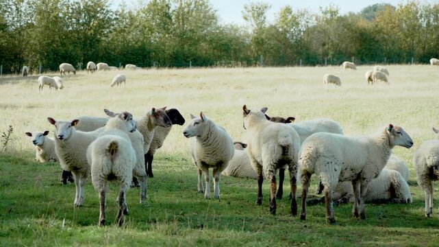 Sheep flock on rural pasture with ewes and lambs near woodland. Wool livestock with ear tags on grassland farm. Domestic sheep herd for fleece, meat and livestock agriculture across open countryside