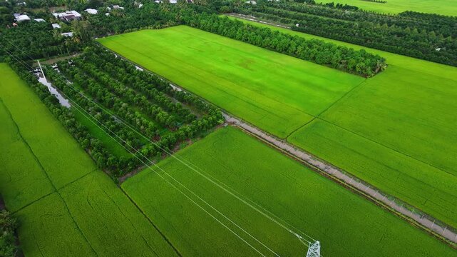 Orchards intercropped with rice fields near power lines in Vietnam