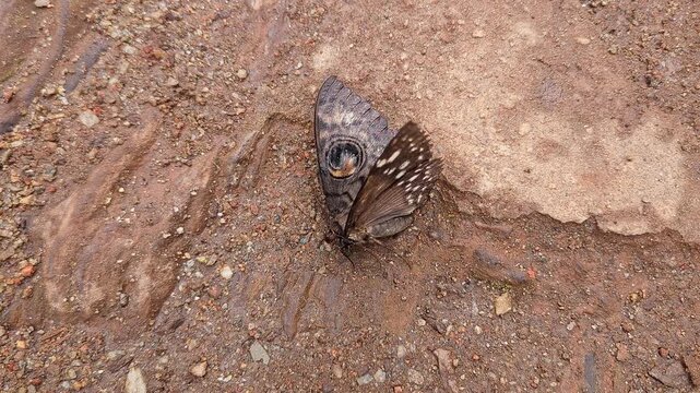 Closeup of owl eyed moth blending seamlessly into rocky ground through camouflage