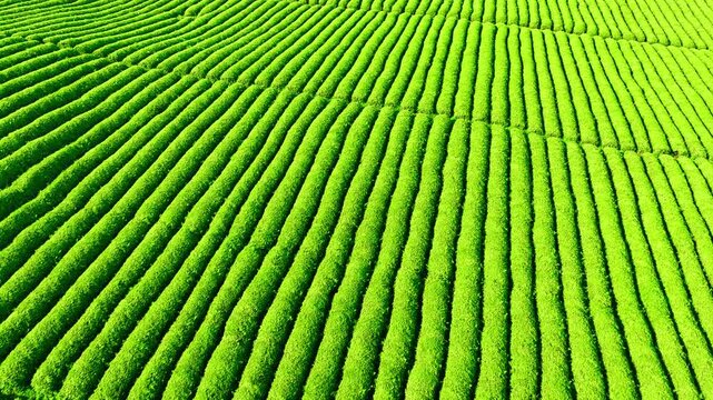High angle shot of lush green tea plantation rows creating geometric patterns on sunny day.
