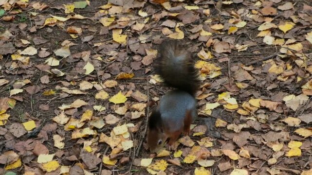 The squirrel finds a nut on the ground among the leaves, picks it up, and runs away, slow motion 120 fps
