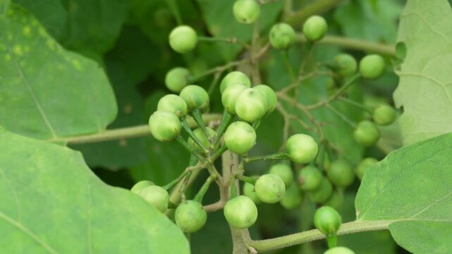 Green Turkey Berry Fruits Growing in Clusters on a Lush Plant