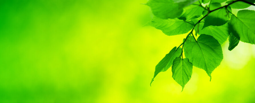 green leaves background in sunny day