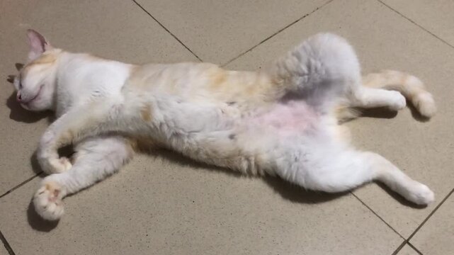 A cute ginger and white cat sleeping peacefully on a tiled floor with awkward position.
