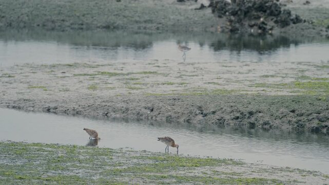 Pair of black tailed godwit wading birds foraging in a mudflat