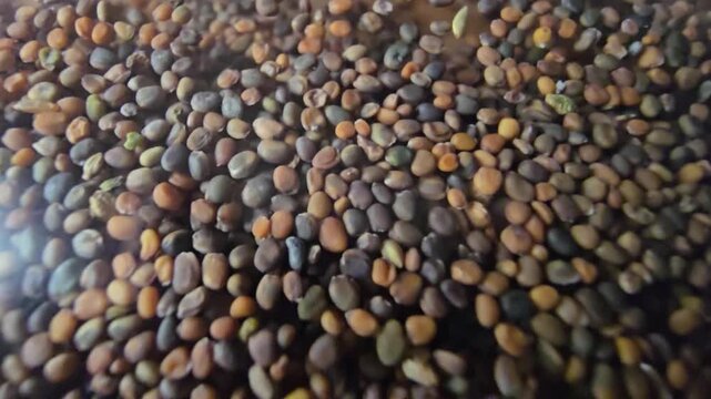 Close-up macro shot of organic arugula and rocket seeds sliding smoothly together under a transparent surface, creating a stunning textured background for agriculture and healthy nutrition themes.