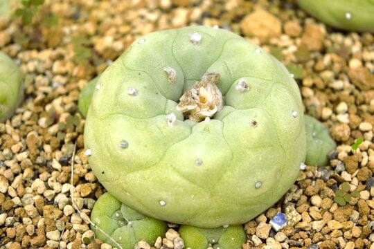 Small Spineless Lophophora Cactus with Woolly Areoles