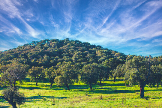Plantation of cork oak trees on a sunny day. Natural background. Rural landscape