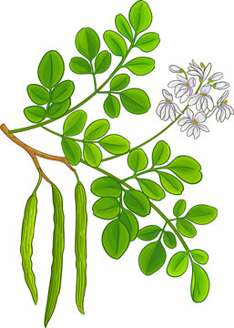 Moringa Branch with Flowers, Pods and Leaves Colored Detailed Illustration. Essential oil ingredient for aromatherapy, health care, alternative medicine. 