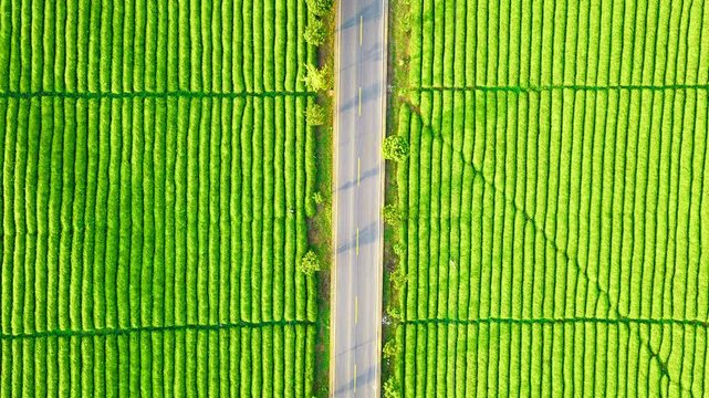 Straight asphalt road cuts through a vibrant green tea plantation field in top-down aerial view during sunny day.