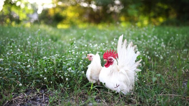 A beautiful white bantam rooster with a vibrant red comb standing alongside a hen on a lush green lawn filled with small white wildflowers during a bright, sunny afternoon.
