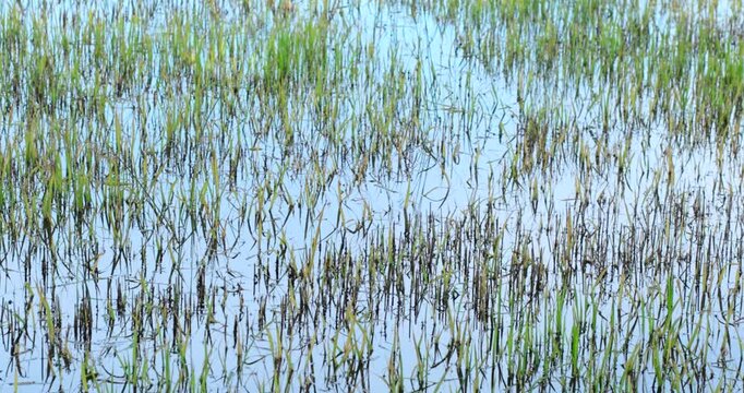 Weeds growing among rice plants in a flooded paddy field, weed infestation, wastewater, polluted water, crop competition, agricultural damage and reduced rice productivity