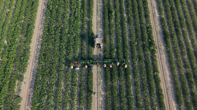 Aerial view of farm workers harvesting fresh zucchini by hand in an agricultural field at dawn.