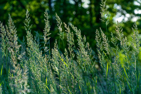 Close-up of meadow grass seed heads (Poa pratensis), a valuable forage and pasture plant, on a summer sunny day, Pushkin, Saint Petersburg, Russia