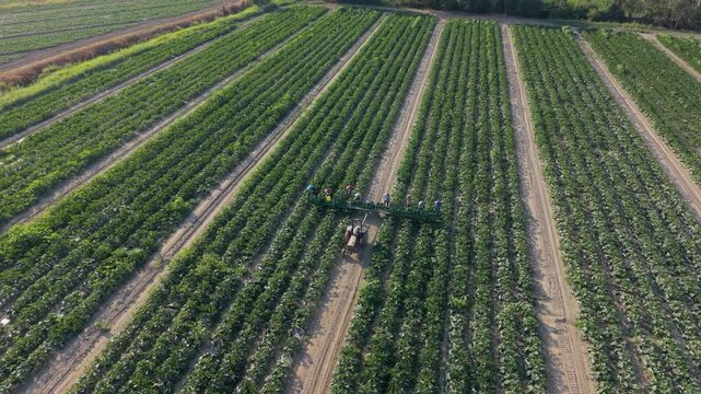 Farm Rows and Tractor: Aerial view of a vast agricultural field with perfectly aligned rows of crops, a tractor working diligently amidst the verdant expanse.