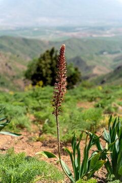 Foxtail Lily blooming in May, Western Tian Shan, Vertical photo