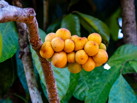 Close-Up Cluster of Burmese Grape Fruits on Tree Branch