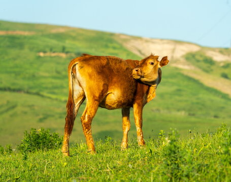 Calf cleaning itself, golden hour, Akhangaran, Uzbekistan