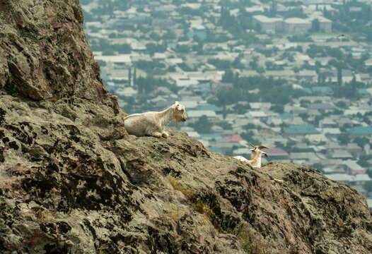 White domestic goats rest on a cliff, Angren city is in the background
