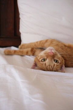 Playful ginger tabby cat lying upside down on a white bed looking at the camera