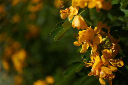 The flower senna is in full bloom