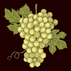 Obraz premium White grapes cluster with leaves hand sketched vector