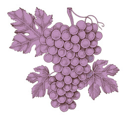 Obraz premium Pink grapes cluster with leaves hand sketched vector