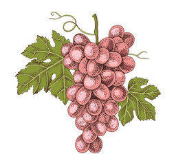 Obraz premium Pink grapes cluster with leaves hand sketched vector