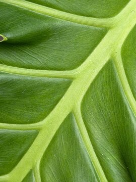 Macro shot of tropical plant leaf structure displaying detailed natural patterns, botanical texture background for nature design use case