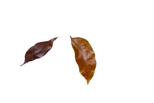 Dry brown autumn leaf isolated on a plain white background