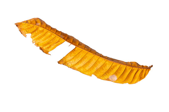 Single long ribbed dry brown autumn leaf isolated on white background