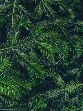 Real dark green fir branches with bright needle tips against deep shadows in a full frame texture. Drops into a moody christmas wallpaper background and eco-friendly forest holiday design composition.
