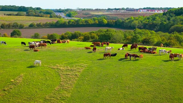 Livestock farming beside countryside fields and distant road. Cows and bulls grazing across wide green pasture near trees and farmland. Beef production, dairy agriculture and cattle breeding within
