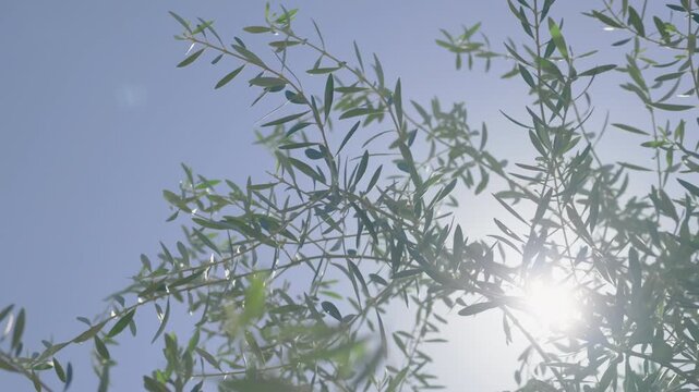 青空の下で風にゆれるオリーブの葉　香川県の高松市　スローモーション