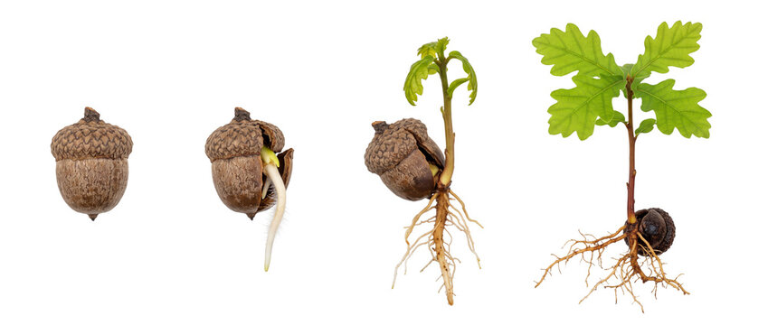 Acorn germination growth stages oak tree seedling isolated sequence showing life cycle, sprouting root system, sapling evolution, progress development concept on black background for business nature.