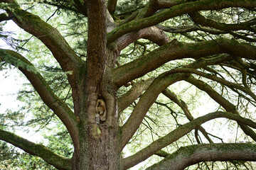 Fototapeta premium old oak tree