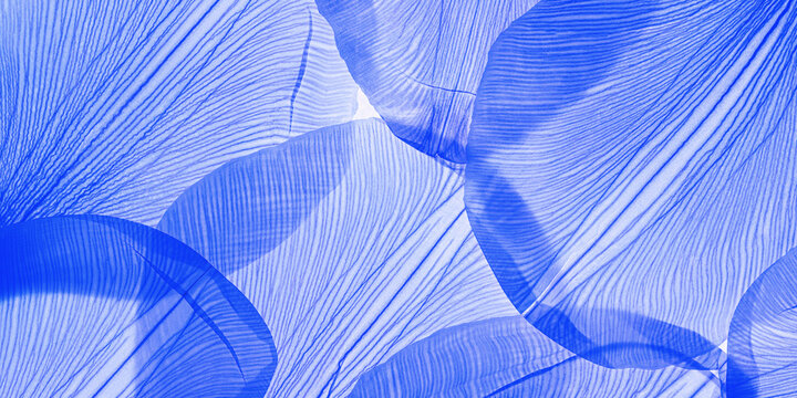 Nature macro pattern of dry blue colored petals, translucent floral leaves with natural texture as abstract banner background. Monochrome colored skeleton flower petal, aesthetic beauty of nature.