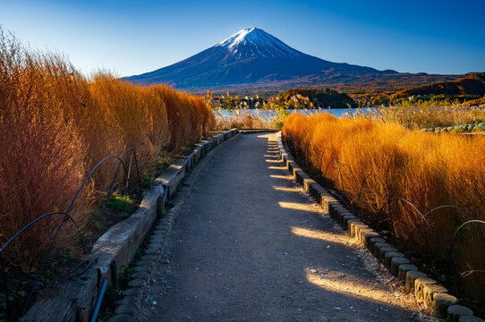 Path leading to mountain Fuji, Oishi park, Kawaguchiko lake, Japan