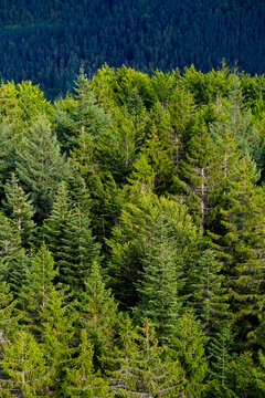Elevated panoramic view across dense evergreen forest and treetops near Bad Wildbad in the northern Black Forest, Germany.