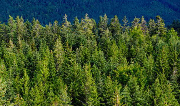 Elevated panoramic view across dense evergreen forest and treetops near Bad Wildbad in the northern Black Forest, Germany.