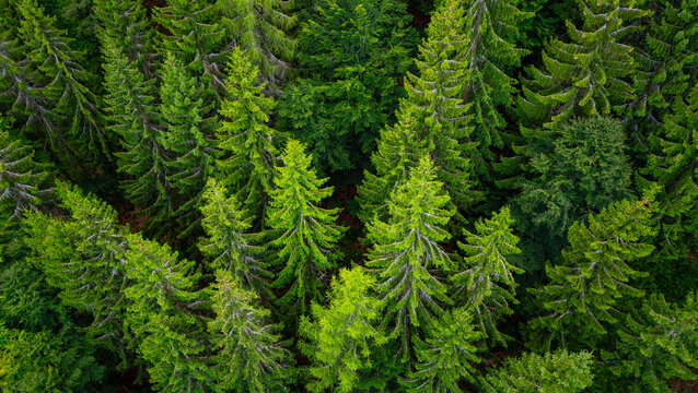 Bird&rsquo;s-eye view into the dense green forest canopy near Bad Wildbad in Germany&rsquo;s northern Black Forest, with fir and spruce trees seen from above.